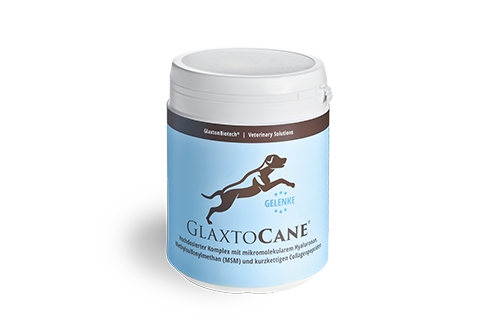 GlaxtoCane® – Weil Ihr Hund Bewegung Liebt